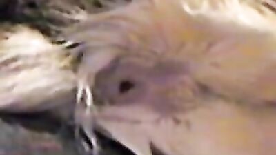 Art of zoo porno: ai bestiality