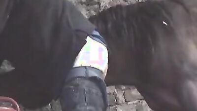Animal porn: video bokep sex animals