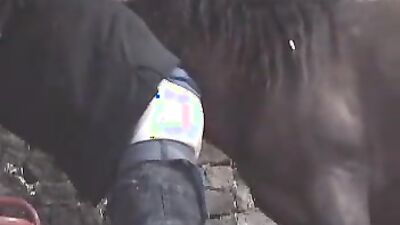 Animal porn: video bokep sex animals
