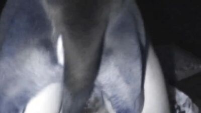 3d dog sex: 3d hentai bestiality porn