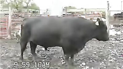 Zoo dog sex: dog knot porn