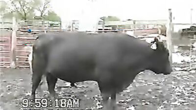 Zoo dog sex: dog knot porn