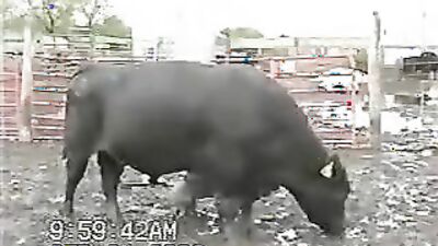 Zoo dog sex: dog knot porn