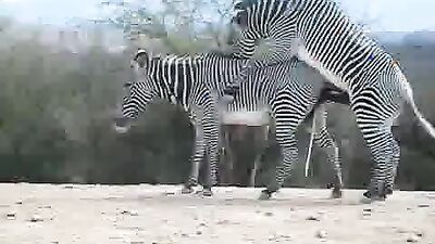 Dog sex girl: knotting dog zoo porn