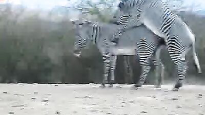 Dog sex girl: knotting dog zoo porn
