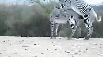 Dog sex girl: knotting dog zoo porn