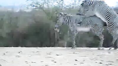 Dog sex girl: knotting dog zoo porn