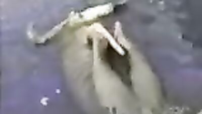 Zoo dog porn: porn drunk dogs