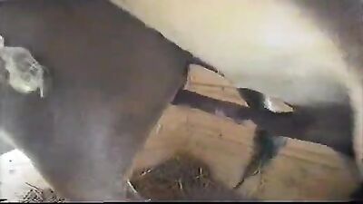 Bestiality manga: brand new animal porn