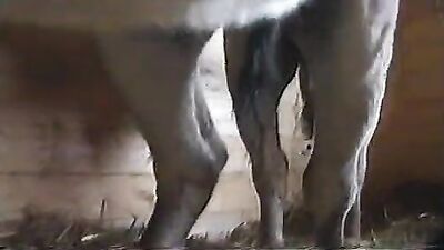 Bestiality manga: brand new animal porn