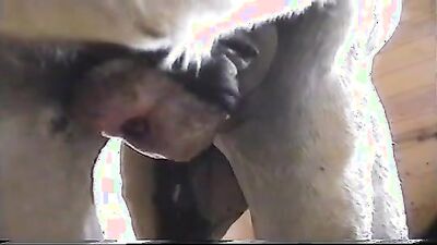 Girls 5 dogs: zoo seķis video