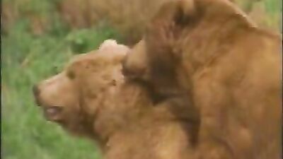 Zoo sex porn: dog x girl xxx comix