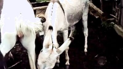 Dog lick girl: zoo sex fiee po
