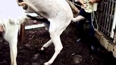 Dog lick girl: zoo sex fiee po