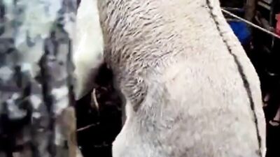 Dog lick girl: zoo sex fiee po