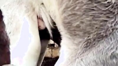 Dog lick girl: zoo sex fiee po