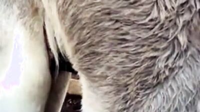 Dog lick girl: zoo sex fiee po