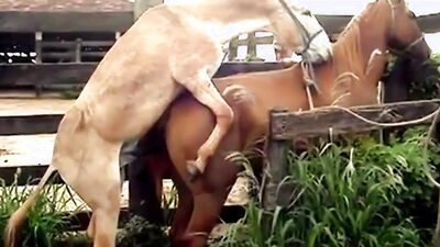 Dogs having sex: me sex dog