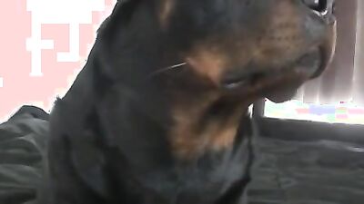 Dog porn video: bestiality zoo sex taboo