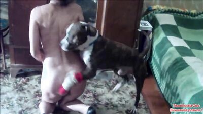 Dogs having sex: sex between animals
