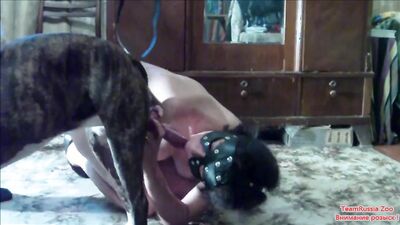 Dogs having sex: sex between animals