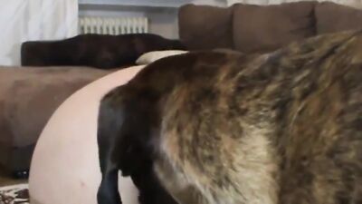 Zoo porn video: frenzy feral dog porn