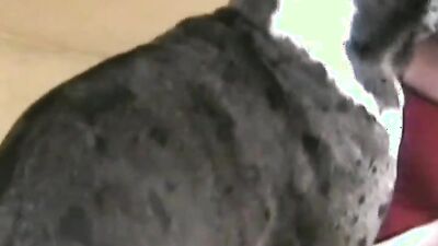 Zoo fuck porn: girl love dog cocks