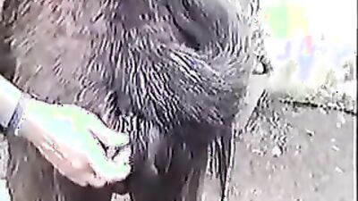 Animal sex: zoo porn movies