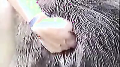 Animal sex: zoo porn movies
