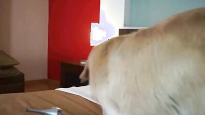Mimi dog girl: animal porn beastiality