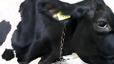 Mimi dog porn: raven dog porn