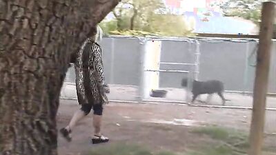 Dog porn video: bestiality rule