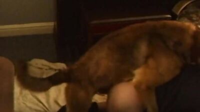 Dog lick girl: dog day x cat nap porn