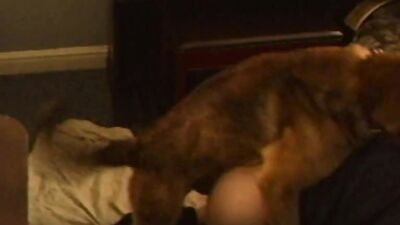 Dog lick girl: dog day x cat nap porn
