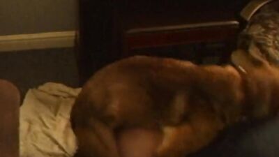 Dog lick girl: dog day x cat nap porn