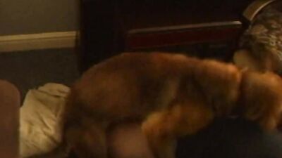 Dog lick girl: dog day x cat nap porn