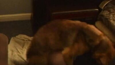 Dog lick girl: dog day x cat nap porn