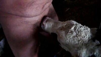 Dog sex: video porno zoo dogs