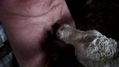 Dog sex: video porno zoo dogs