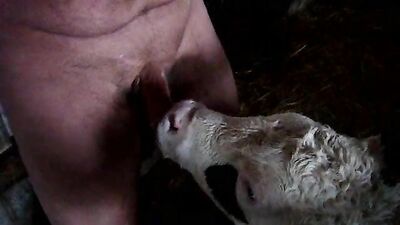Dog sex: video porno zoo dogs