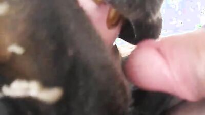 Dog porn: dog fuck girl porno