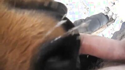Dog porn: dog fuck girl porno