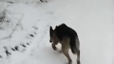 Bestiality porn: zoophilia bestiality porn