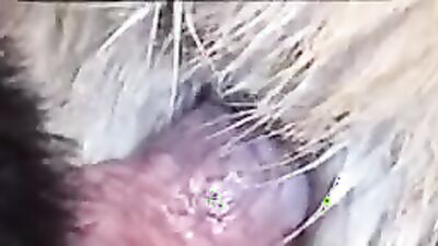 Dog teen girls: girl and dog sex 2026