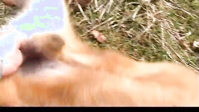Zoo dog porn: bestiality pregnant comics