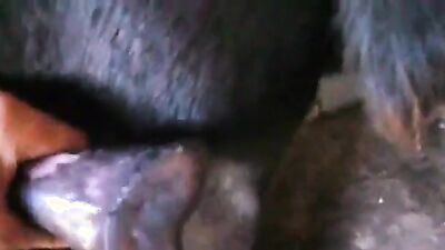 Animal crossing porn: bestiality cum