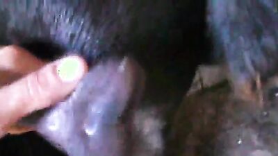 Animal crossing porn: bestiality cum
