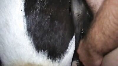 Bestiality: bestiality animal chicken sex