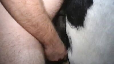Bestiality: bestiality animal chicken sex