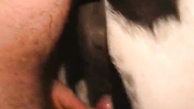 Bestiality: bestiality animal chicken sex